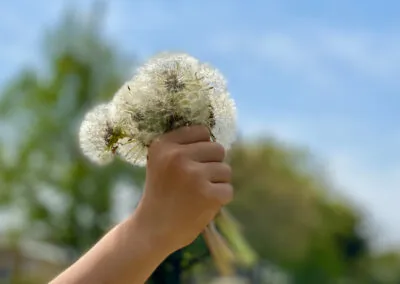 Dandelion; Natures Anti-pollution Shield